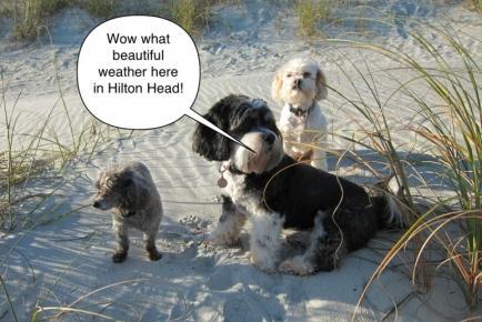 Pet Friendly Hilton Head Resort & Golf