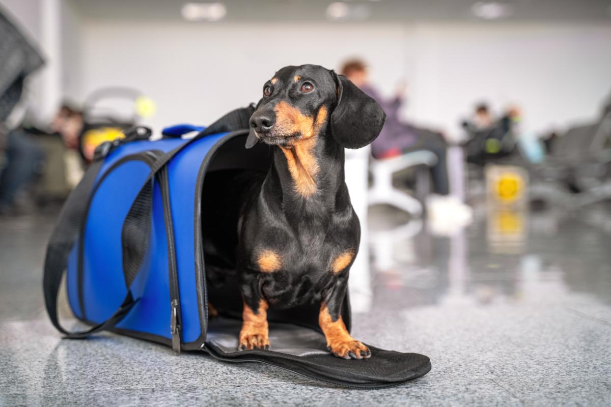 Flying with Pets