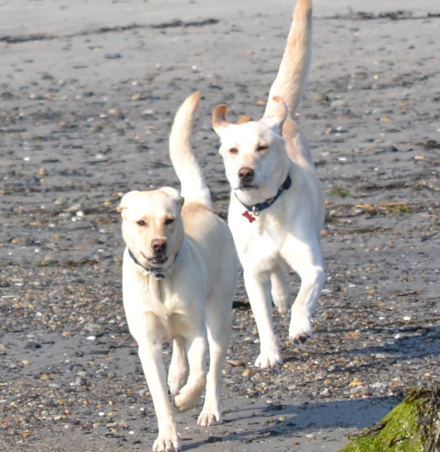 Teaching Your Dog to Come When Called