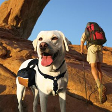 Kurgo Wander Dog Backpack