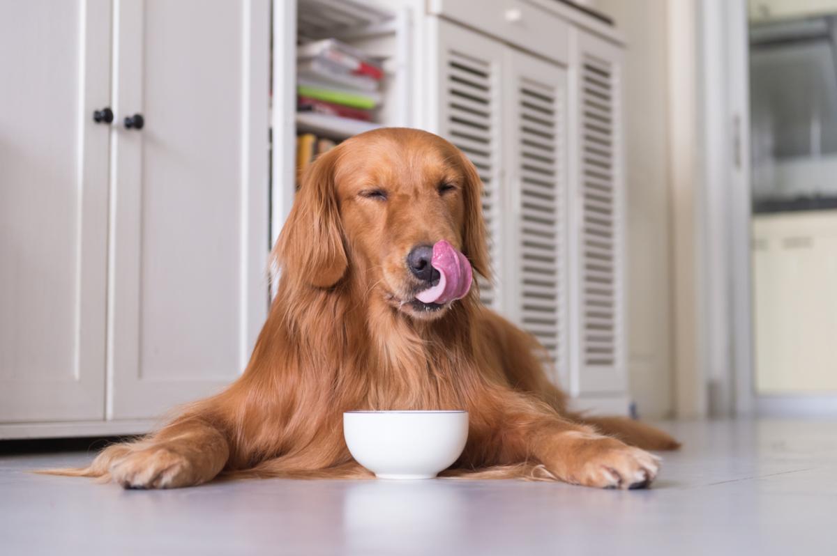 Bone Broth for Dogs