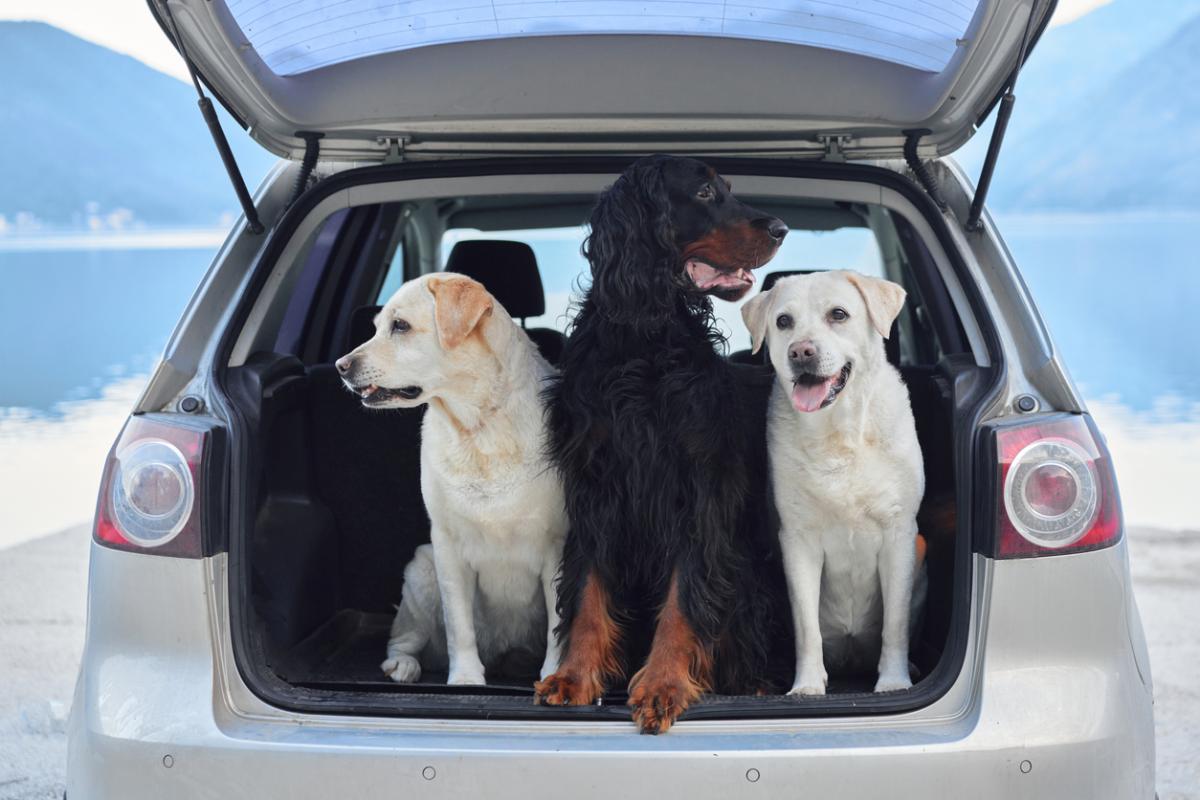 Crossing the US-Canada Border with Your Pets