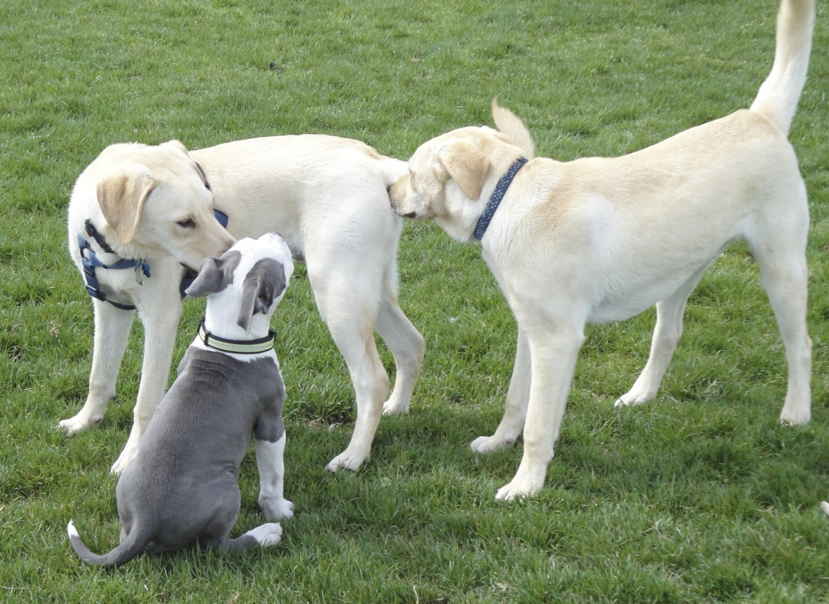 Dog Body Language