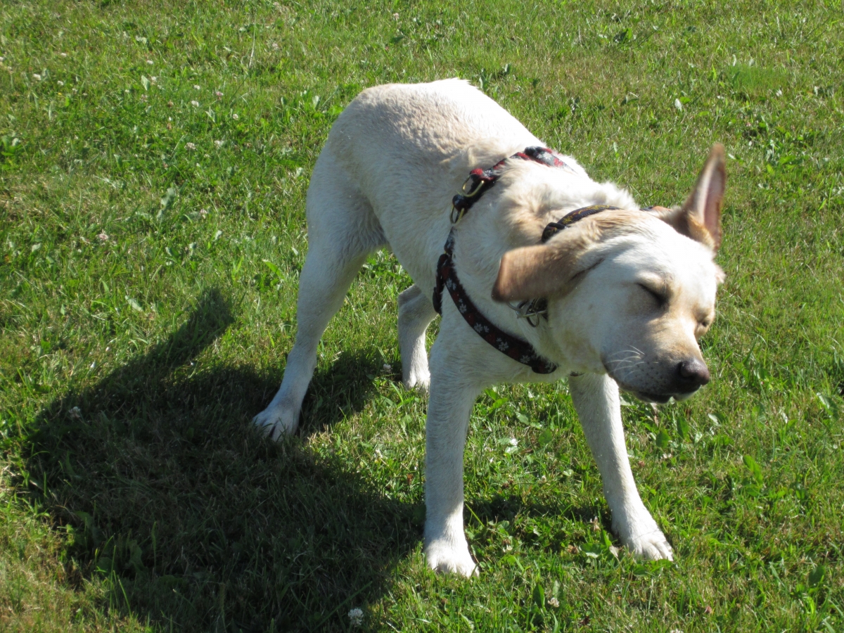 Dog Body Language