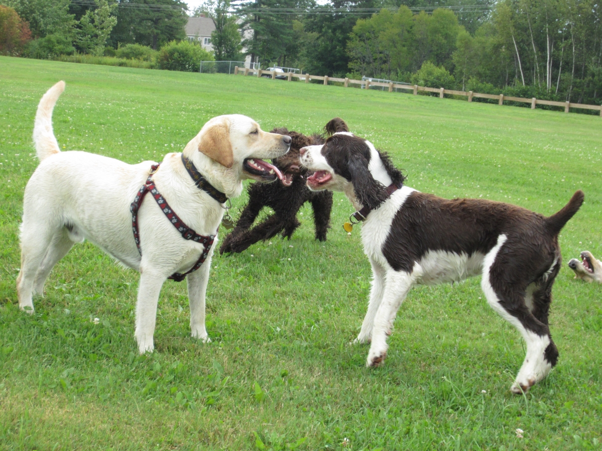 Dog Body Language