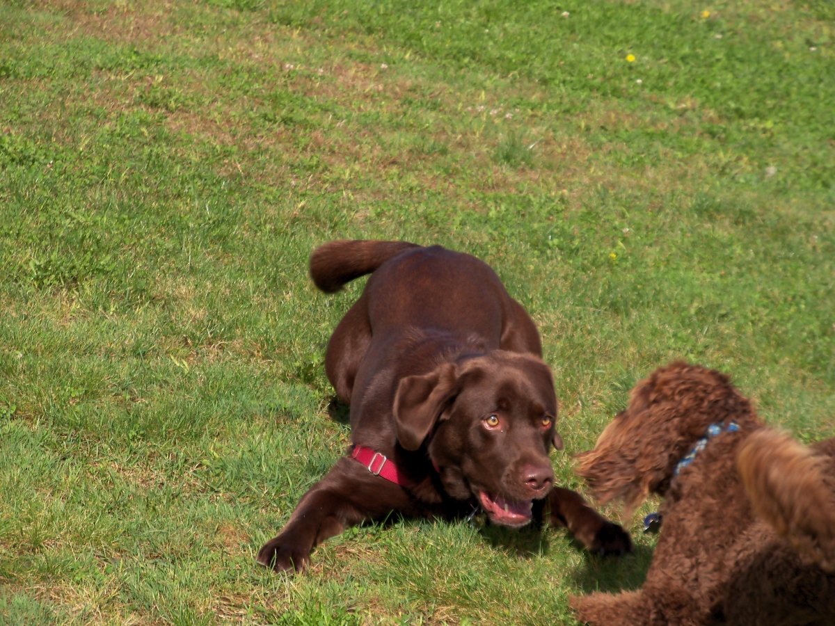 Dog Body Language