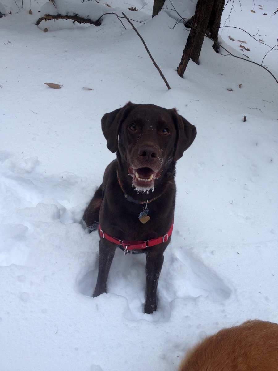 Dog Body Language