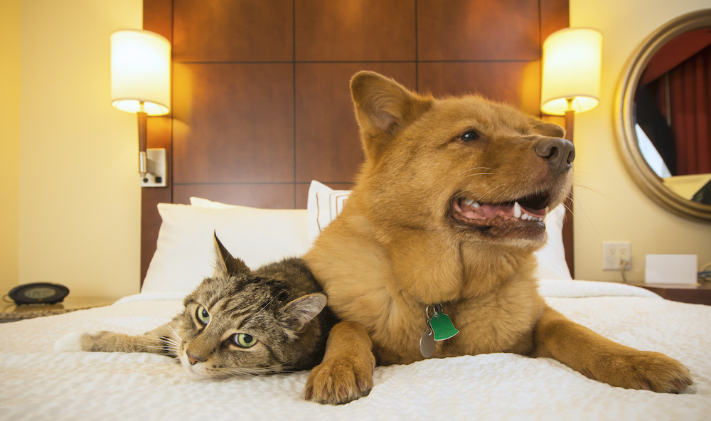 Pet Friendly Kimpton Hotels