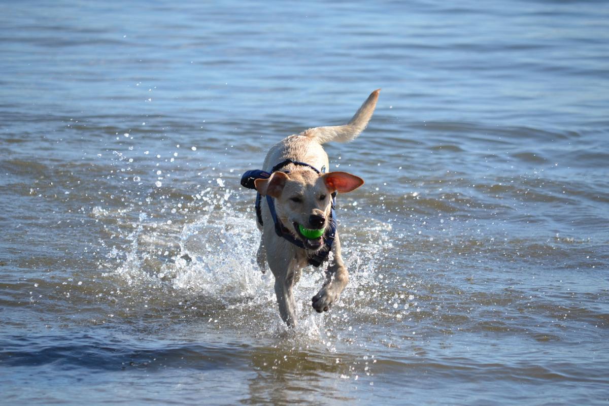 Dog Friendly Beach