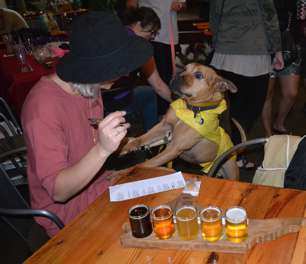 Dog Friendly Brewery