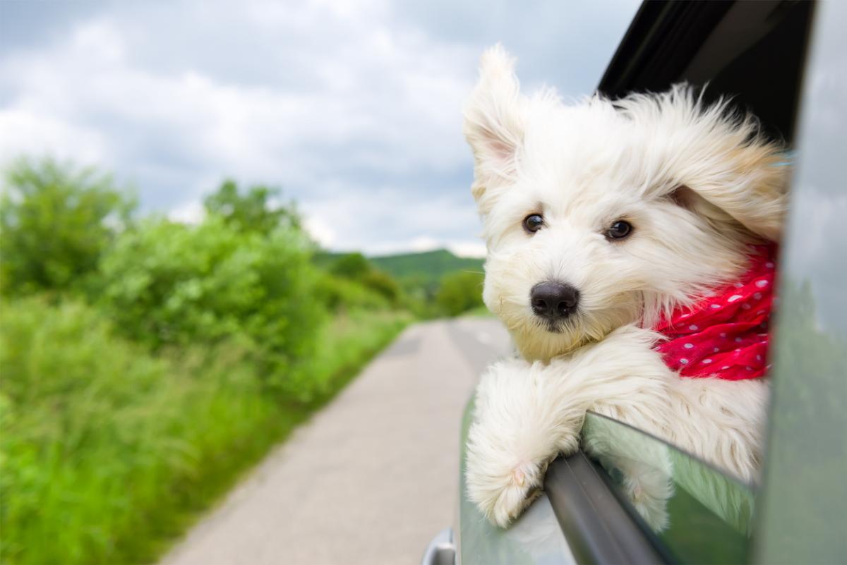 Dogs Head out Window