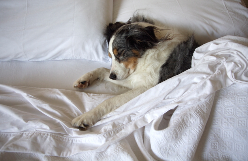 Pet Friendly Hotels in North Carolina