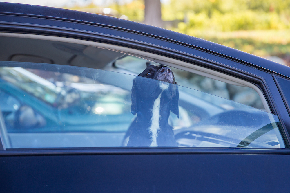 Pets in Hot Car