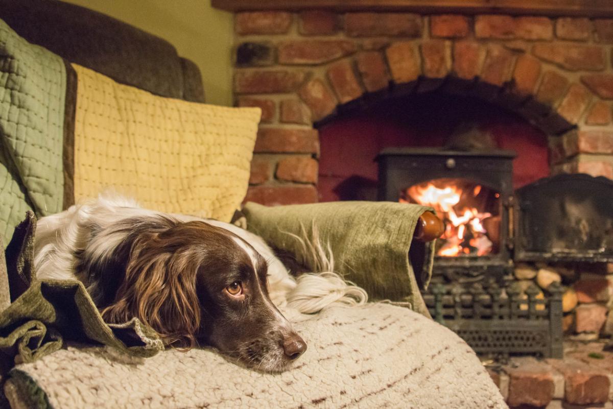 Retreat to these Pet-Friendly Getaways that Won't Break the Bank