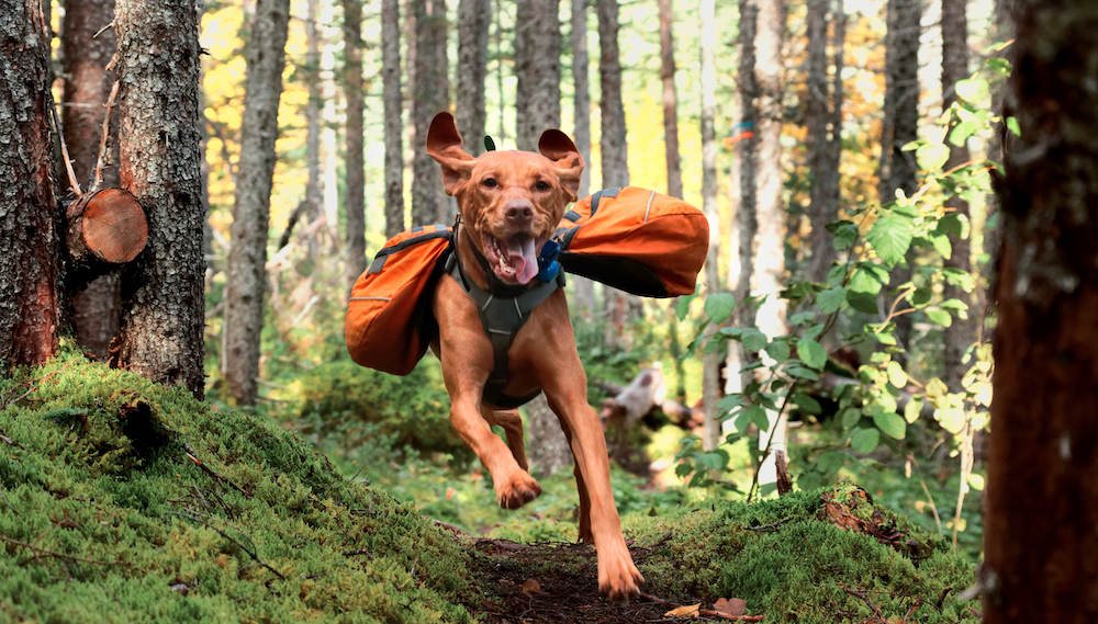 Hiking with Dogs