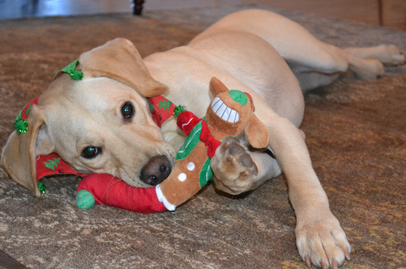 Home or Away for the Holidays Pets are Along for the Memories