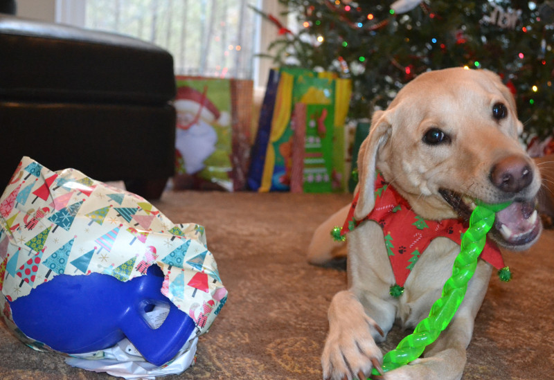 Home or Away for the Holidays Pets are Along for the Memories