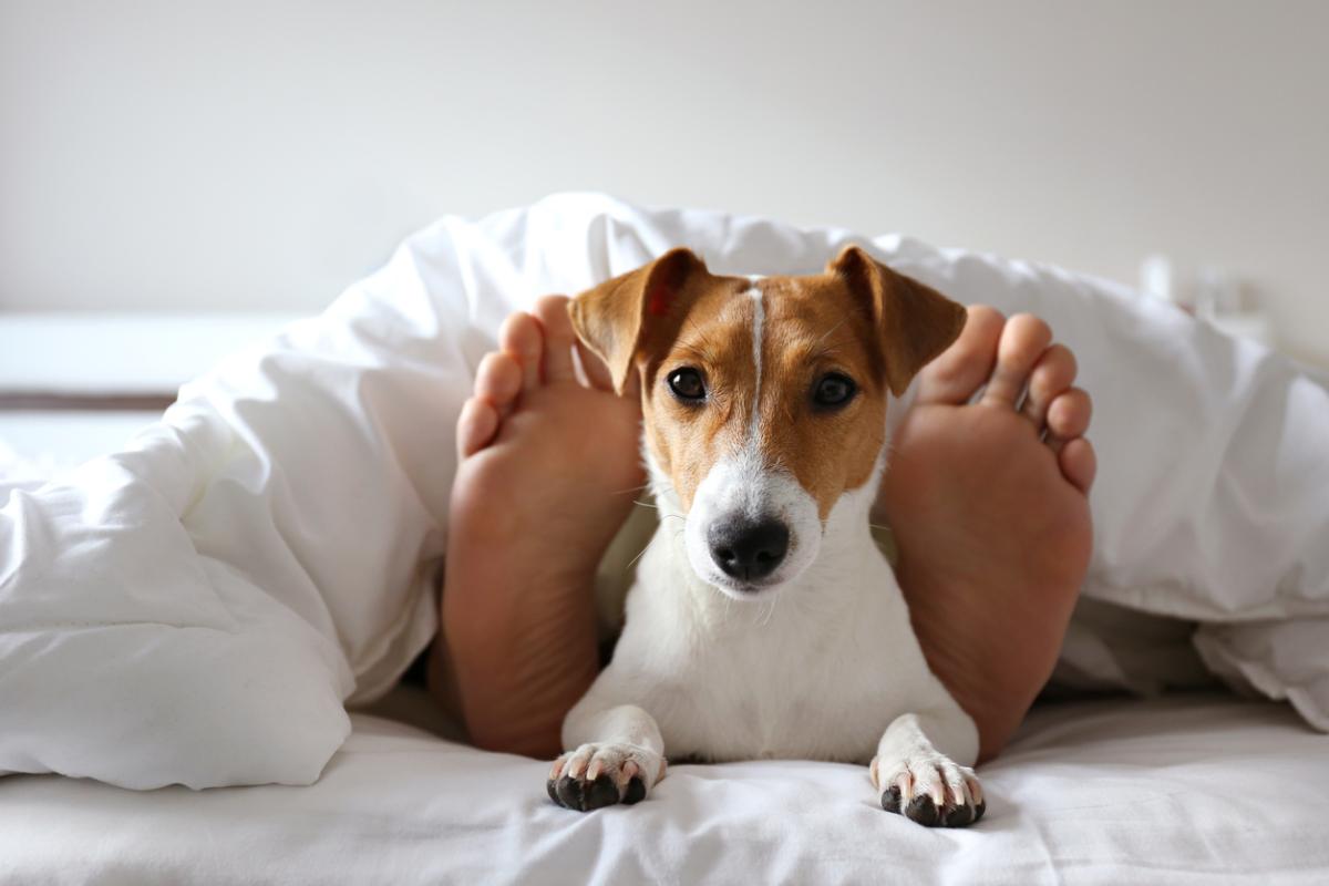 Are All Hampton Inns Pet Friendly?