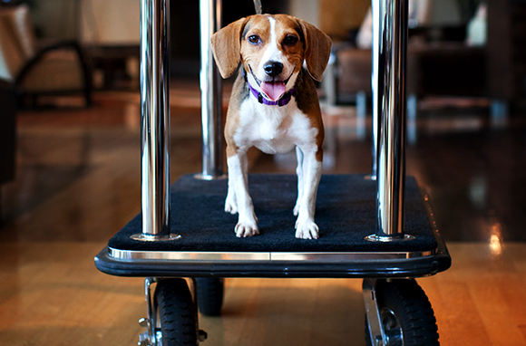 Top 5 Pet Friendly Hotels in Virginia