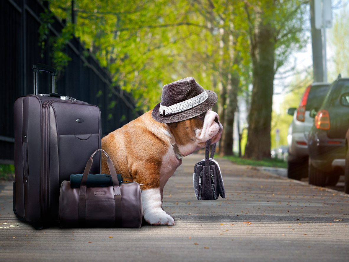 Discriminating Pet Travelers