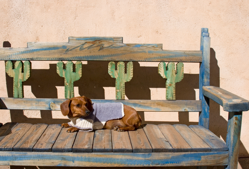 10 Unique Pet Friendly Day Trips in Arizona