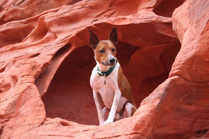 10 Unique Pet Friendly Day Trips in Arizona