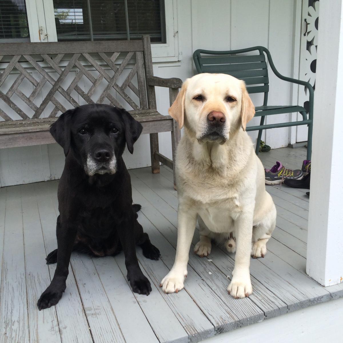 Basin Harbor - Lakeside Fun for Dogs and Their Humans