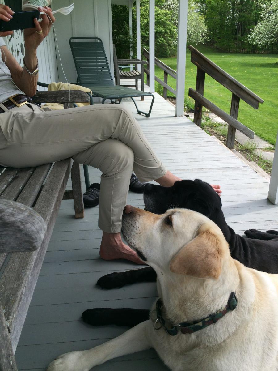 Basin Harbor - Lakeside Fun for Dogs and Their Humans