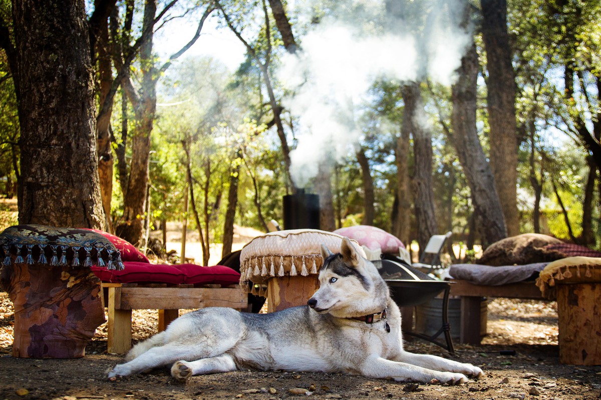 Pet Friendly Glamping