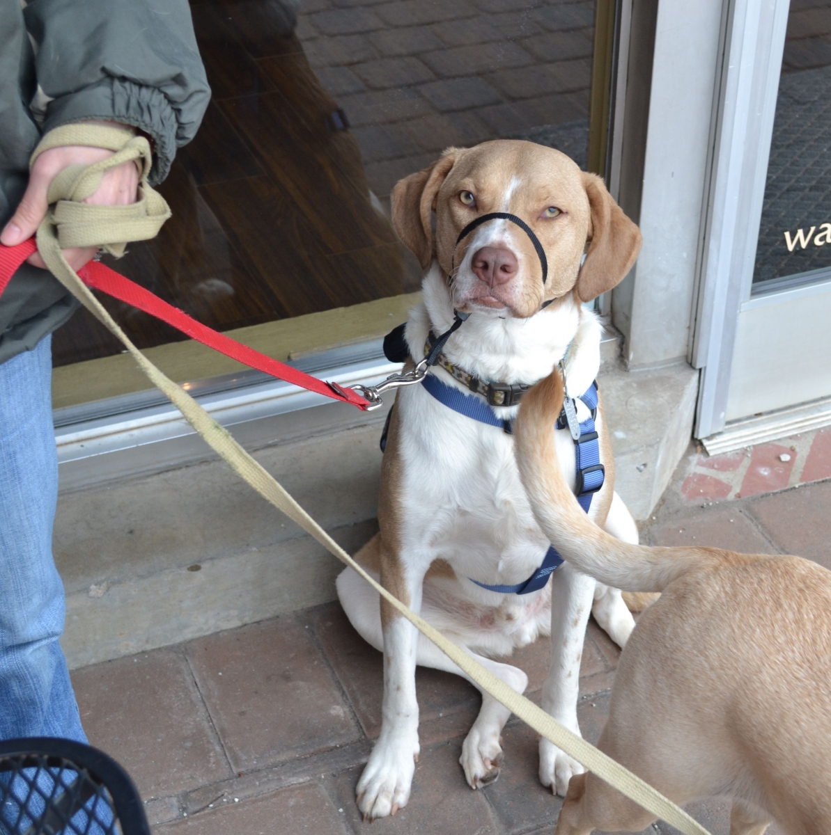 Pet Friendly Travel Companion