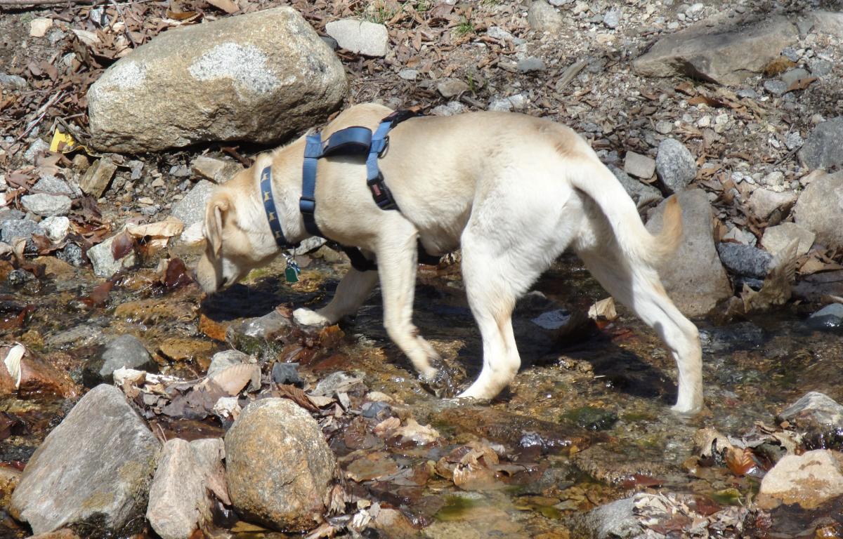 10 Unique Pet Friendly Day Trips in Tennessee