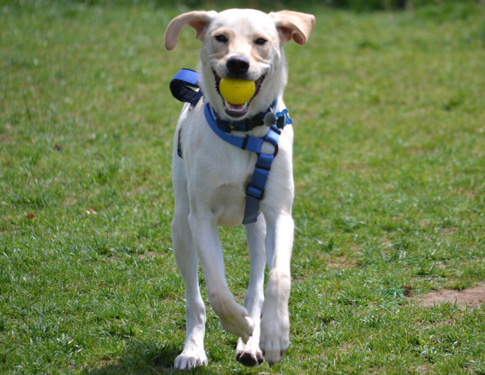 10 Unique Pet Friendly Day Trips in Pennsylvania