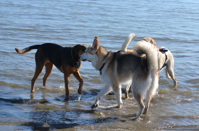 10 Unique Pet Friendly Day Trips in Pennsylvania