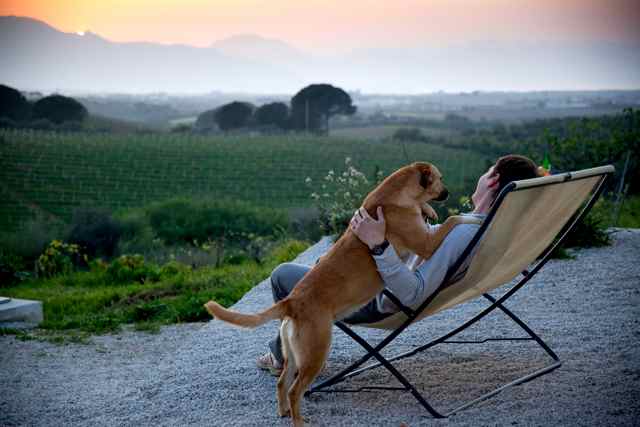 Pet Friendly Day Trips in Virginia