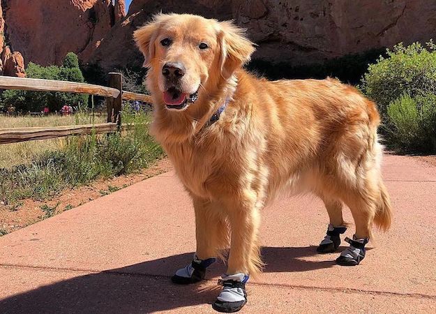 Happy Feet, Happy Pooch! Protecting Your Pup’s Paws is an Overlooked, but Important Part of Keeping Him Happy and Healthy