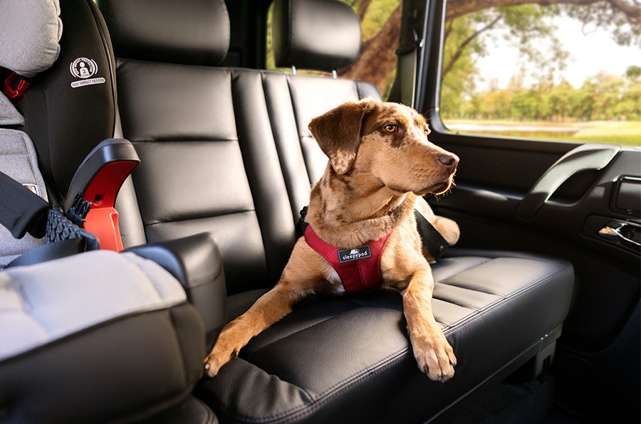 Pet Vehicle Restraints