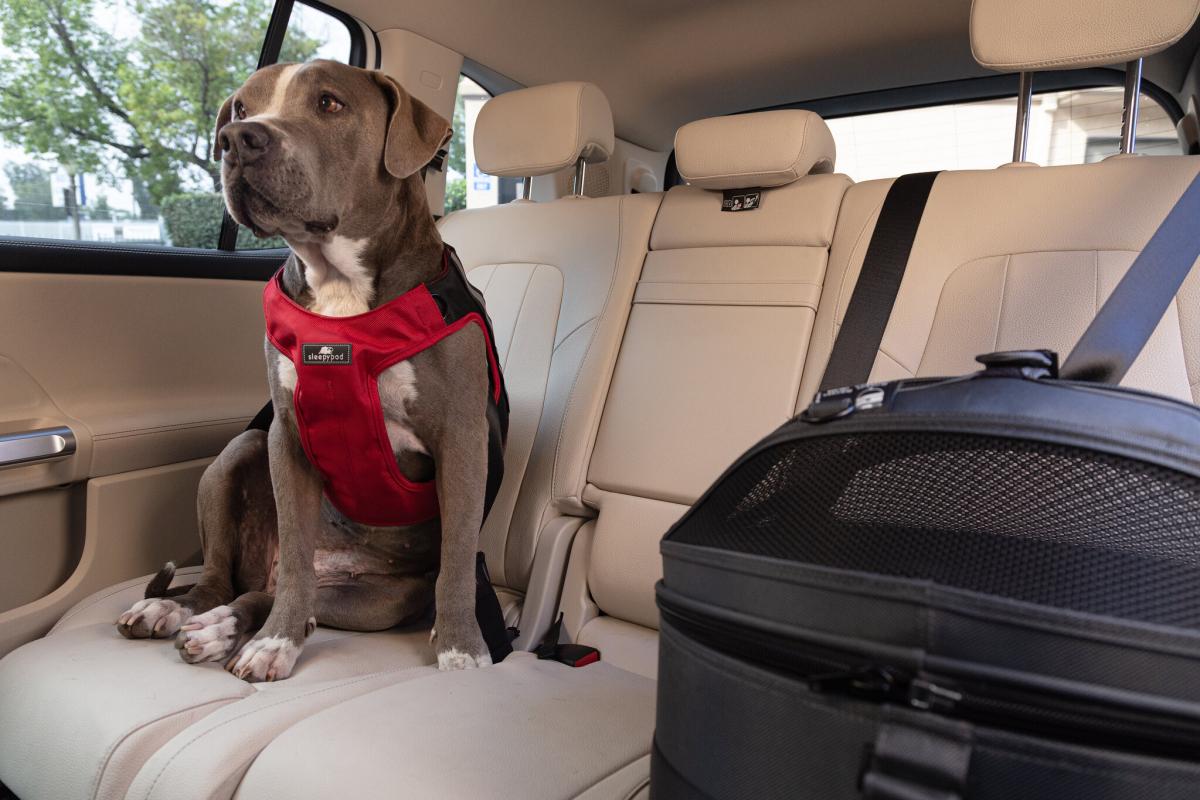 Car Travel Must-Haves for New Pet Parents