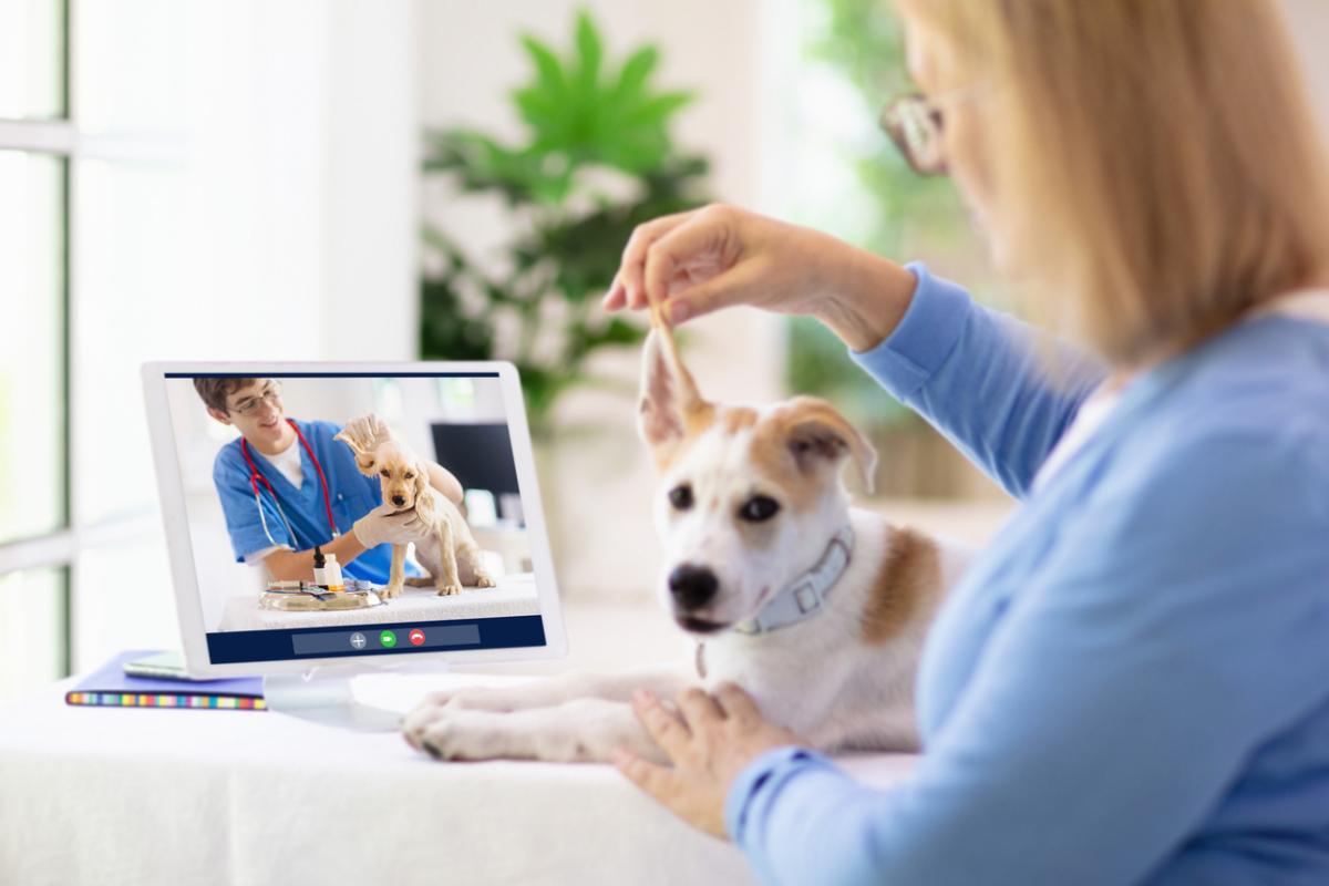 Telehealth for Pets