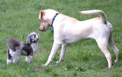 Training Dog