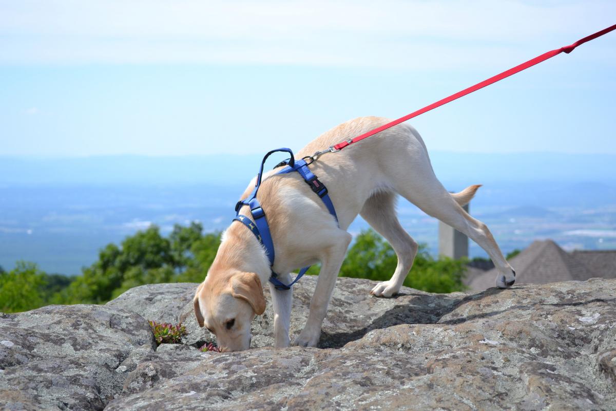 Pet Friendly Day Trips in Virginia