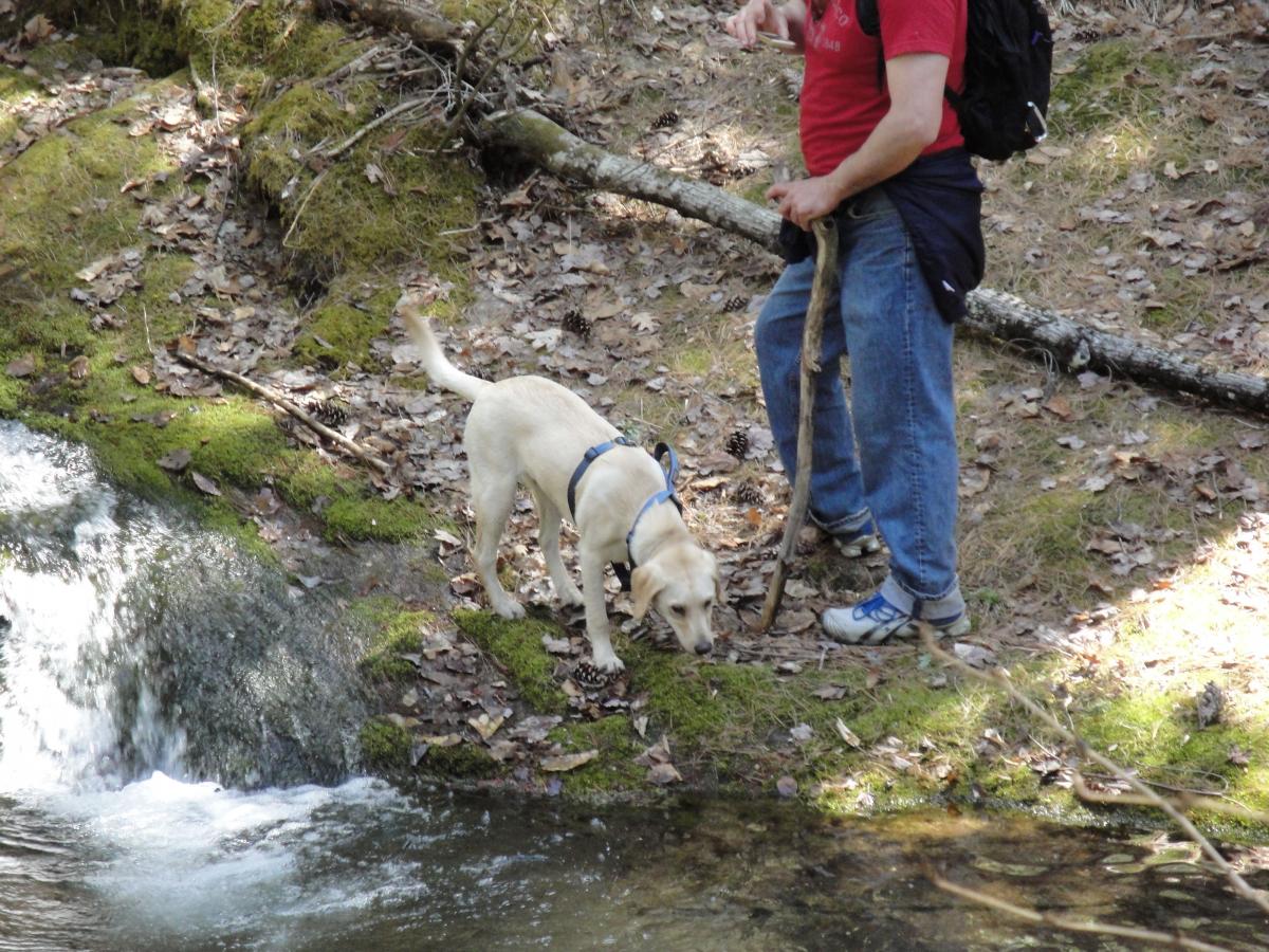 Raven Cliff Falls Trail