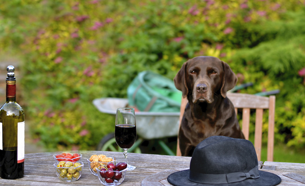 Dog Friendly Wineries