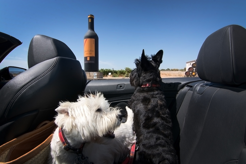 Dog Friendly Wineries