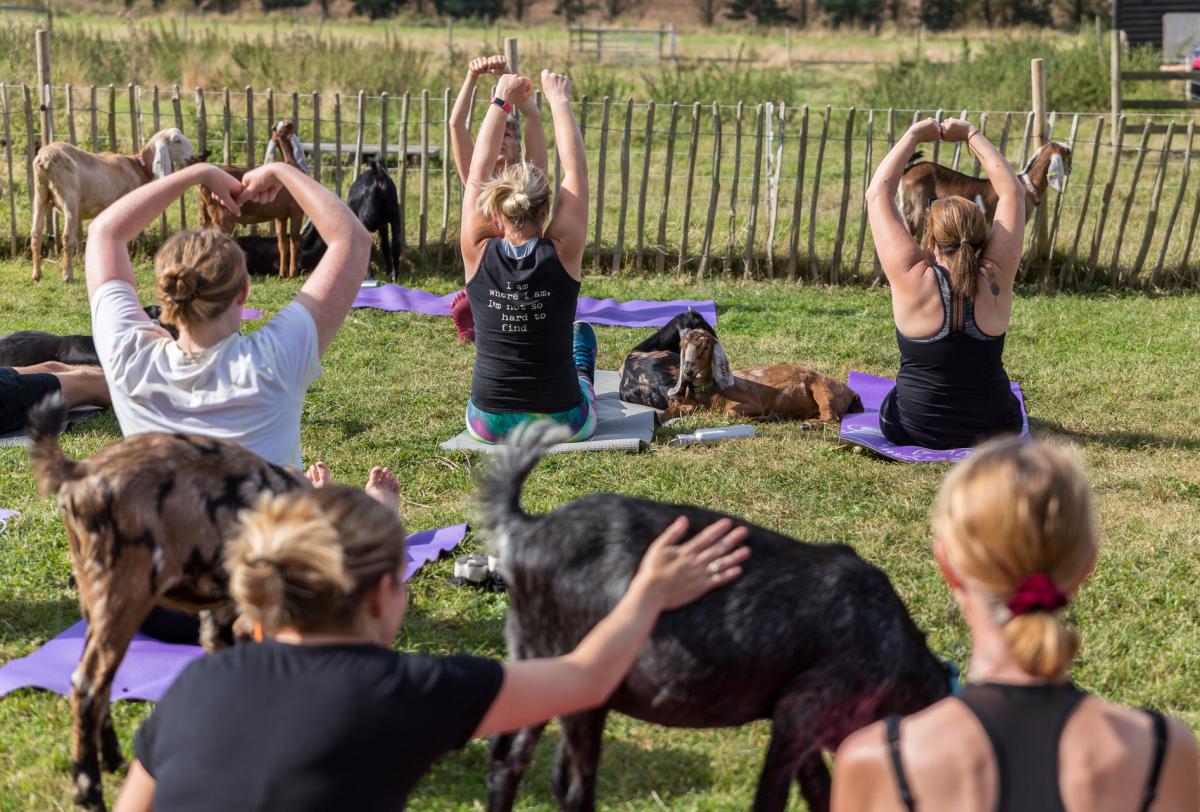 Yoga with Goats