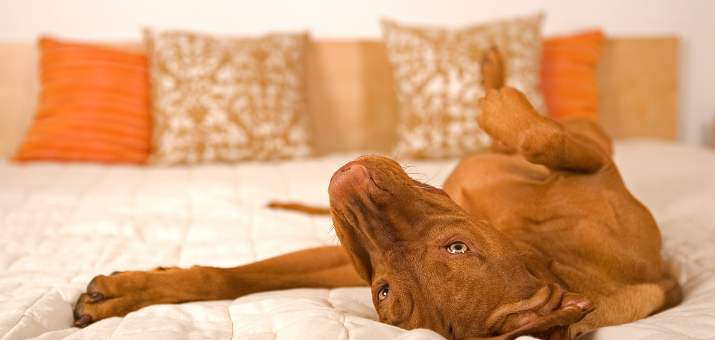 Pet Friendly Hotels: Pet Hotel Etiquette & Helpful Tips