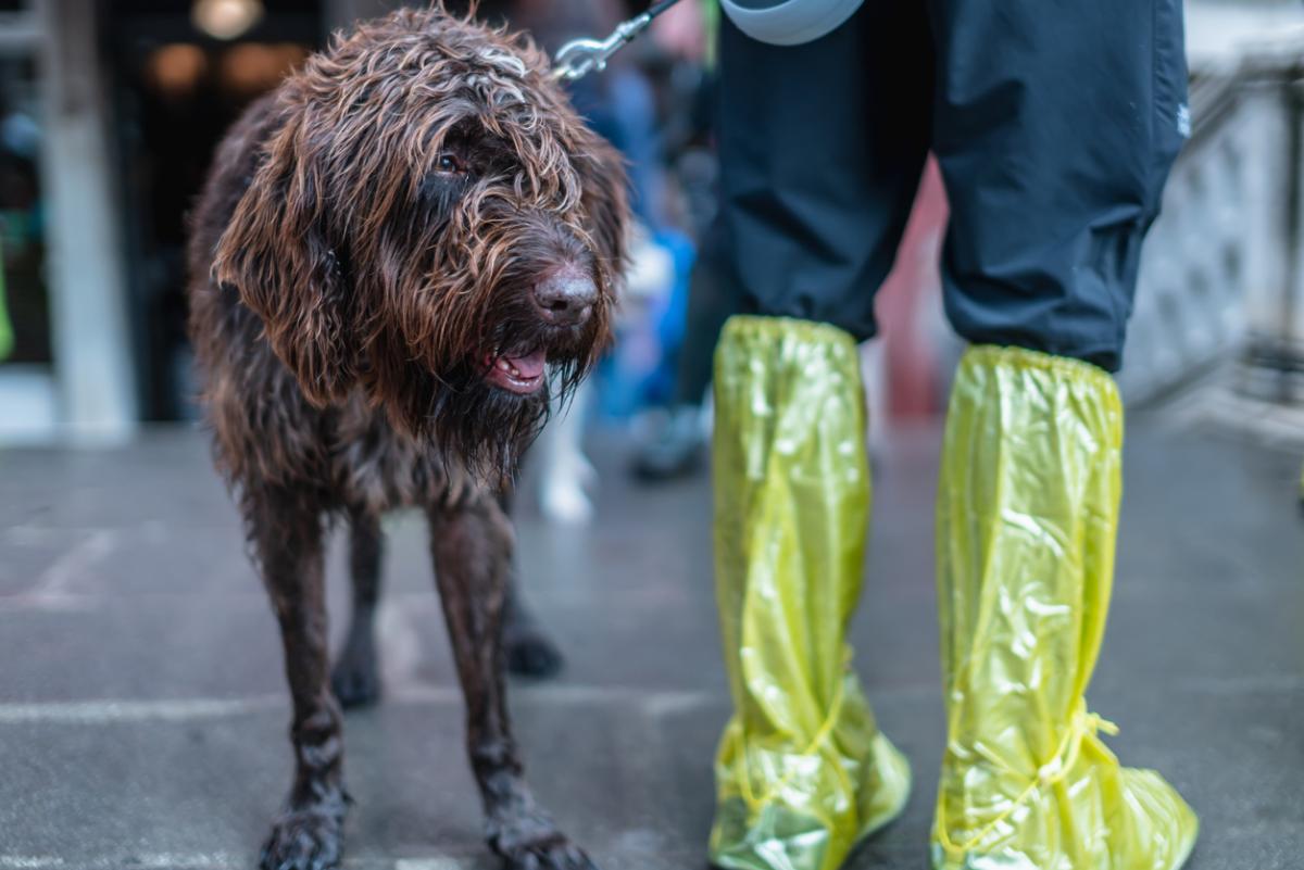 From Hurricanes to Wildfires: Preparing your Pet for Disasters