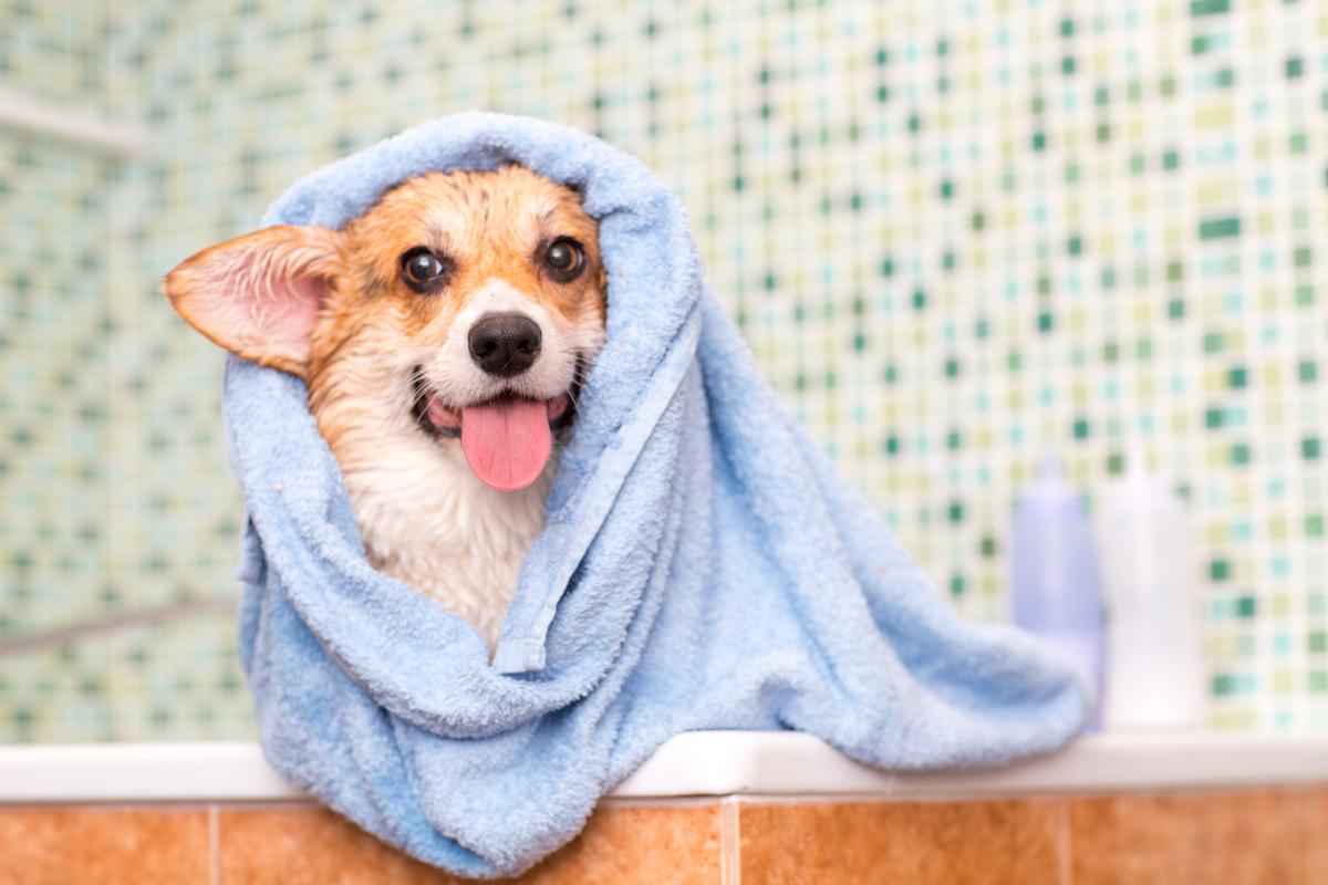 How Often Should You Wash Your Dog?