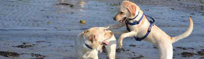  Pet Friendly Beaches in British Columbia