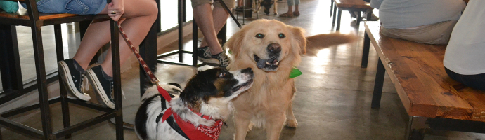  Dog Friendly  Breweries in Canada