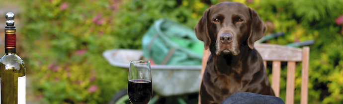  Pet Friendly Wineries in Kelowna, British Columbia